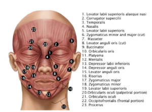 Facial Anatomy Diagram